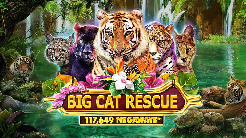 Automat Big Cat Rescue Megaways od Red Tiger